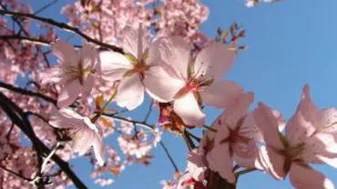 Prognoza meteo pe trei luni: Vezi când vom scăpa de frig