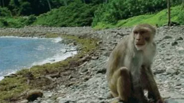 Ipoteză uimitoare: Prejudecăţile rasiale, rezultatul evoluţiei speciilor