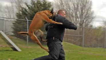 Un hoţ muşcat de un câine poliţist a dat în judecată autorităţile din SUA