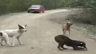 Peste 100 de câini, abandonaţi într-o pădure de lângă Târgovişte