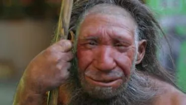 Profilul omului din Neanderthal: dreptaci şi având capacitatea de a folosi limbajul