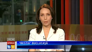 Cea mai deșteaptă pasăre: Papagalul gri african, care gândește ca un copil de 4 ani