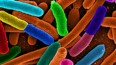 Organizația Mondială a Sănătății: Epidemia E.coli, provocată de o tulpină nouă a bacteriei