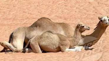 Australia vrea să ucidă dromaderii pentru a reduce emisiile de carbon