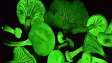 O ciupercă luminiscentă, redescoperită în jungla amazoniană din Brazilia (FOTO)