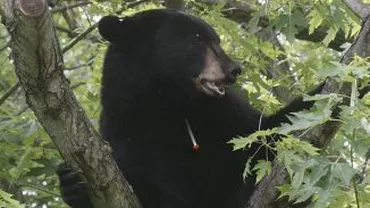 Un urs scăpat dintr-un parc natural, prins de autoritățile din New Jersey
