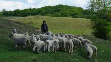 Descoperire macabră în Timiş: Capul unui bărbat, cu faţa desfigurată, găsit de un câine