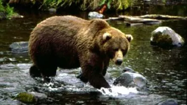 Harghita: A ajuns la spital după ce a fost atacat de un urs, în timp ce pescuia