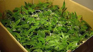 Vama Cluj: 10 kilograme de canabis, descoperite într-un autoturism înregistrat în Moldova