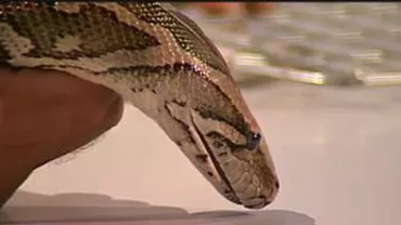 Moment inedit la "Ultimul Cuvânt", cu Ion Cristoiu: Un piton de 2 metri, "invitat" în platou