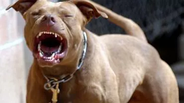 Ploiești: Trecători atacați de un pitbull asmuțit chiar de stăpânii lui (VIDEO)