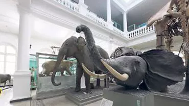 Se redeschide Muzeul Antipa. Află când și ce surprize te așteaptă!