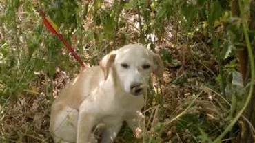 Galați: Un câine comunitar a fost vânat cu arbaleta în mijlocul orașului