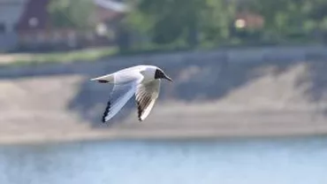 Pescăruși găsiți morți pe Lacul Morii: Autoritățile nu își explică fenomenul ciudat