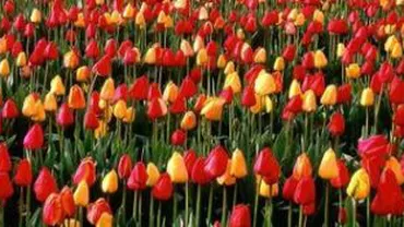 România a blocat transportul cu bulbi de lalele proveniți din Olanda