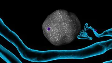 Descoperire revoluționară: Cercetătorii români susțin că telocitele ajută la regenerarea inimii