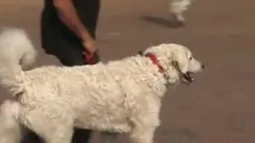 Expoziție canină la Odorheiul Secuiesc. Premiul cel mare, câștigat de un ciobănesc unguresc