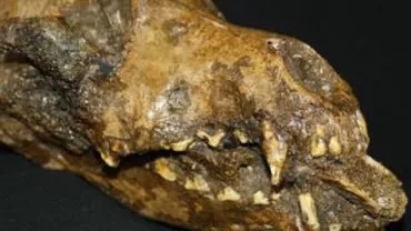 Rămășițele unui câine preistoric având un os de mamut în gură, descoperite de arheologi (FOTO)