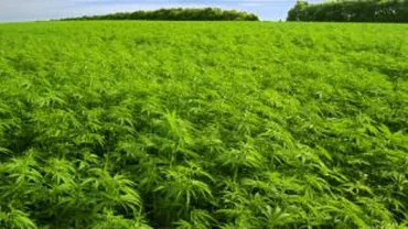 Arad: Plantație de canabis de 1 miliard de lei vechi, la marginea localității Fântânele