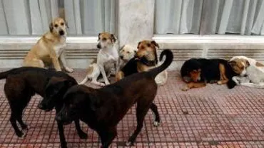 Vot final asupra legii privind eutanasierea câinilor maidanezi