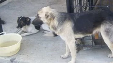 PDL București: ONG-urile nu sunt interesate să rezolve problema câinilor fără stăpân