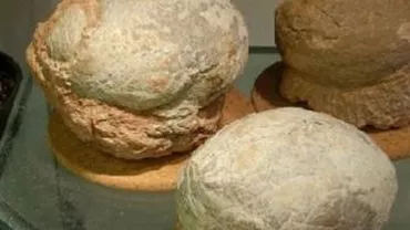 Trei ouă fosilizate de dinozaur pitic, înapoiate României după ce au fost furate în 2005