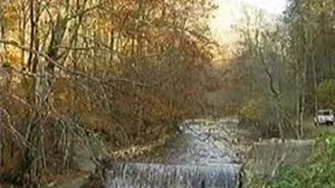 Un incendiu de vegetație a cuprins zona de litieră din Parcul Național Domogled