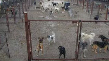 Florin Piersic, Radu Beligan și Cristian Țopescu îi cer lui Traian Băsescu să nu promulge legea câinilor comunitari