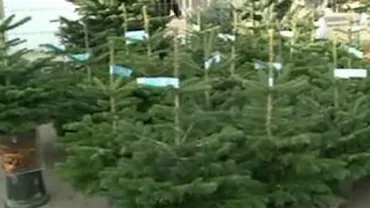 Târg de brazi de Crăciun în Piața Obor din Capitală. Află care sunt prețurile! (VIDEO)