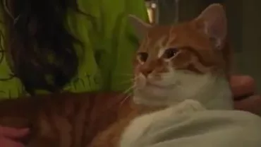 Un motan cu 26 de gheruțe a salvat un adăpost de animale, reușind să strângă 50.000 de dolari din donaţii! (VIDEO)
