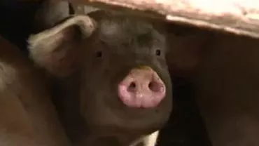 Un fermier din Giurgiu crește porci ecologici din sărăcie (VIDEO)