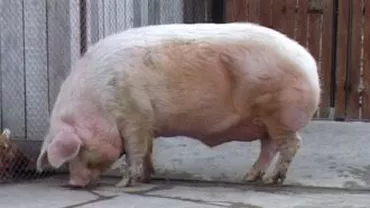 Porc cu greutate-record într-o comună din județul Alba. VEZI diferența dintre porcul uriaș și unul normal