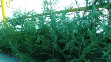 Mii de brazi de Crăciun au rămas fără cumpărători, majoritatea lor fiind abandonată în piețe (VIDEO)