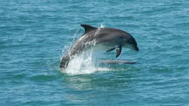 Raport îngrijorător: Peste 125 de delfini au eșuat în 2011 pe plajele din România