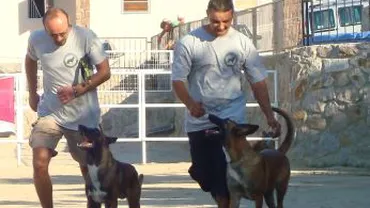 Cei care petrec Revelionul departe de casă își pot lăsa animalele de companie la hotelurile de profil (VIDEO)