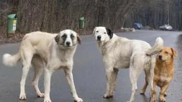 Timiș: Un copil în vârstă de șase ani, internat în stare gravă după ce a fost mușcat de o haită de câini