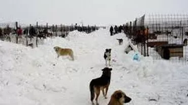 Câinii din adăpostul de la Glina, îngropați de vii sub zăpadă: ”Suntem într-o situație absolut disperată!”