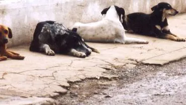 O femeie de 71 de ani din Satu Mare a murit după ce a fost mușcată de o haită de câini maidanezi