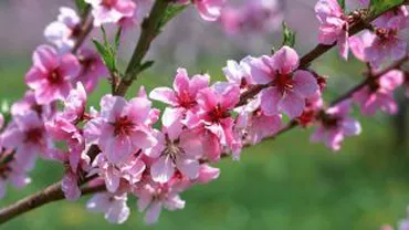 Scăpăm de ger la sfârșitul lunii: Primăvara se anunţă, însă, rece și uscată. Vezi prognoza meteo până în aprilie