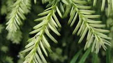 Nou scandal cu focuri de armă: Polițiștii și pădurarii dintr-o localitate brașoveană au împușcat un grup de hoți