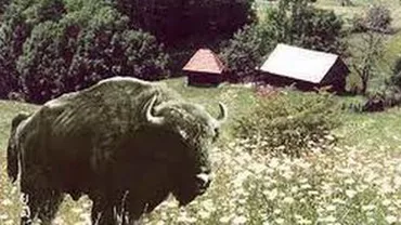 Cinci zimbri din Parcul Natural Vânători Neamț, lăsaţi în libertate