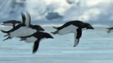 Cele mai faimoase farse de 1 Aprilie: Pinguini zburători, spaghete care cresc în copac sau hamburgerul special pentru stângaci (VIDEO)