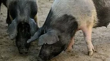 Focar de trichineloză, depistat într-o gospodărie din Urziceni, Ialomița