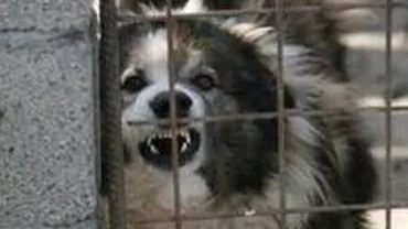 Râmnicu Vâlcea: O femeie muşcată de maidanezi va primi despăgubiri din partea Primăriei