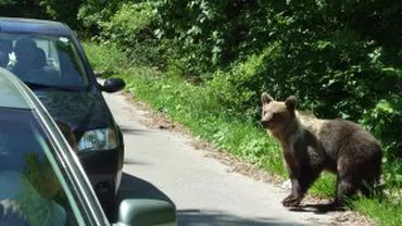 Prahova: Șapte urși înfometați coborâți din pădure au speriat turiștii de pe Valea Cerbului
