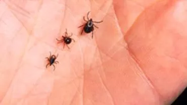 Mușcăturile de căpușă fac victime: Un fost jurnalist din Sibiu a murit din cauza complicațiilor produse de boala Lyme