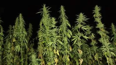 Cultură de canabis, descoperită în apartamentul unui băcăuan: Doi tineri de 20 și 39 de ani au fost reținuți