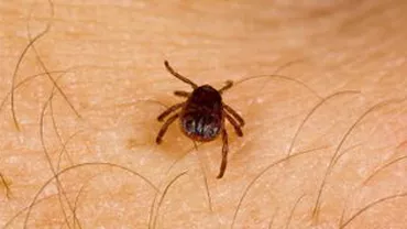 Buzău: 320 de persoane au ajuns la spital în ultima lună, după ce au fost înțepate de căpuşe. O fetiță de 13 ani, depistată cu boala Lyme