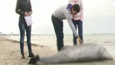 Un delfin adult a fost găsit mort pe plaja din Mamaia