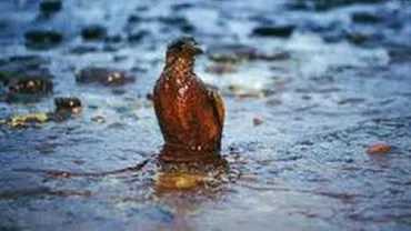 Poluare în judeţul Olt: O conductă de petrol s-a spart și a inundat râul Olteț, la Balș